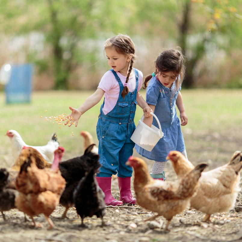 Kids feeding hens