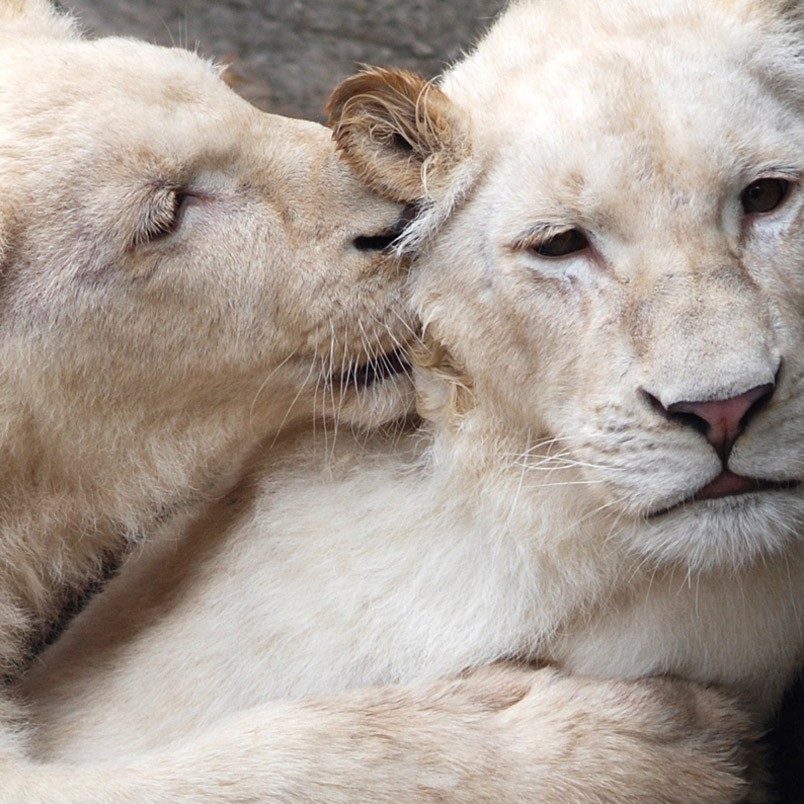 Lioness bonding